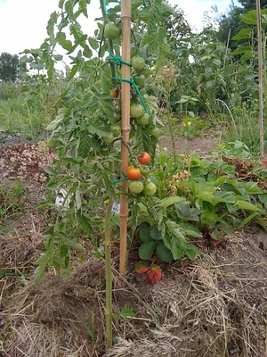 Collective Garden Project