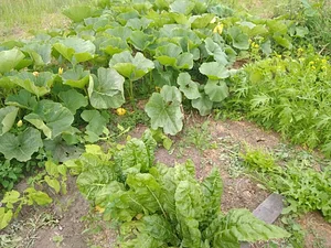 Collective Garden Project