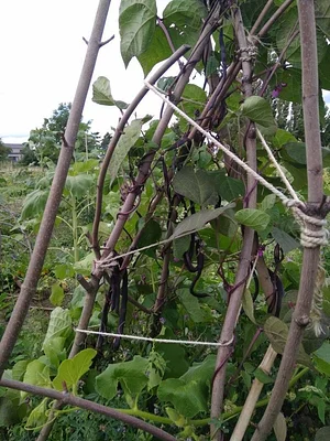 Collective Garden Project
