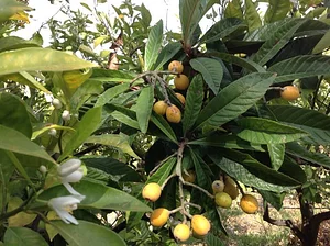 Permarancia Farm