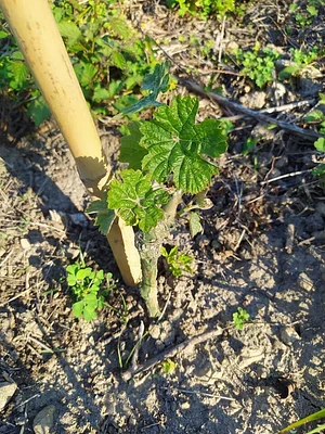 Permarancia Farm