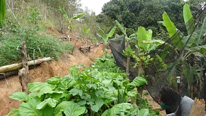 Plantadores de Água 2