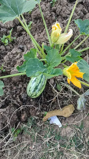 In My Garden