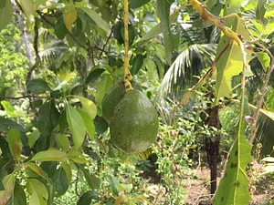 Maya Mountain Research Farm