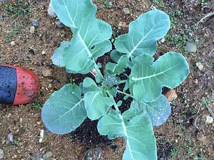 Foxgreen Farmstand