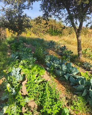 Keela Permaculture