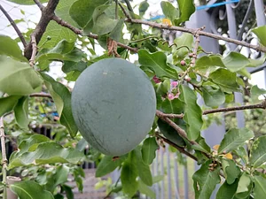 Passion fruit and acerola together