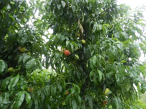 Finca El Pongo