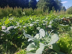 Morgarot Permaculture Farm