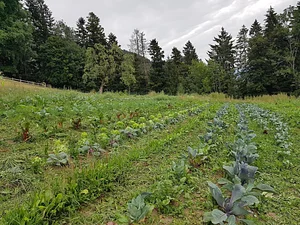 Morgarot Permaculture Farm
