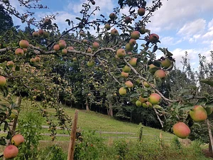 Morgarot Permaculture Farm