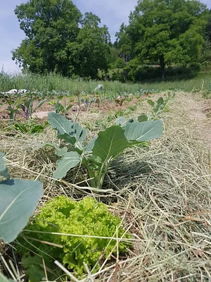 Mulching