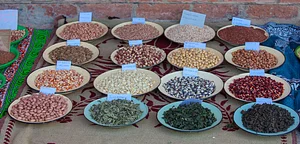 This is a picture of one a stall at the Traditional Food and Seed Festival where rural farmers showcased traditional seeds