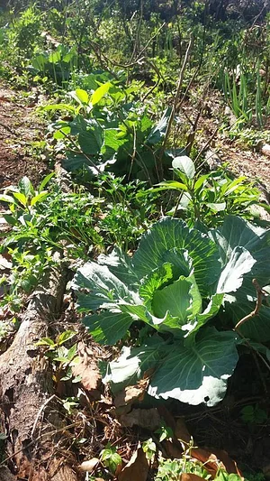 Huerta Instituto Superior Multiversidad Popular 3