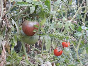 Huerta agroecológica regenerativa y espacio educativo comunitario