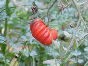 Huerta Agroecológica
