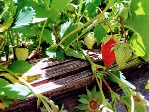 Podbukovc Organic & Permaculture Farm