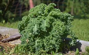 Podbukovc Organic & Permaculture Farm