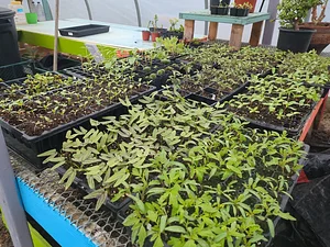 Sunray Sustainability