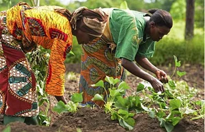 Green Gold Ghana