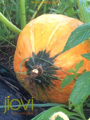 Foxgreen Farmstand