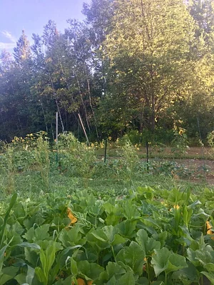 Foxgreen Farmstand