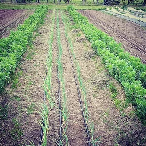 Permaculture at The Food Farm