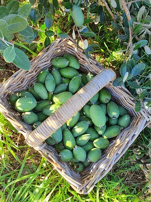 Permaculture at The Food Farm