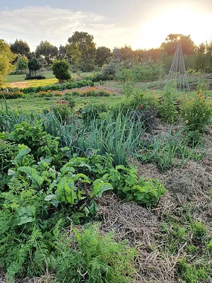 Permaculture at The Food Farm