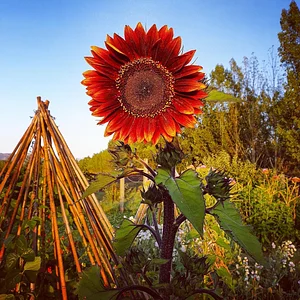 Permaculture at The Food Farm