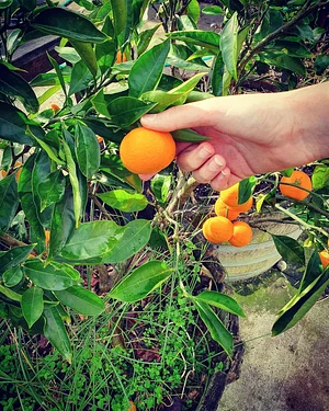 Permaculture at The Food Farm