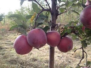 Shams Permaculture
