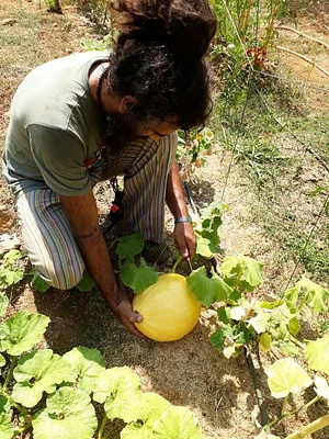 Shams Permaculture
