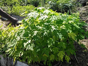 EarthCare Permaculture Ghana