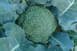 Ananda Suruci Farm
