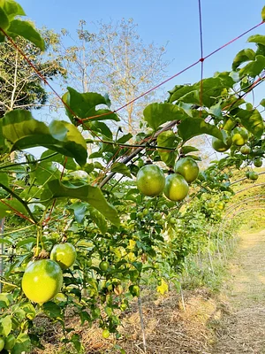 Ananda Suruci Farm