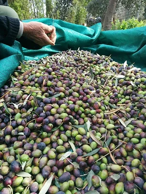 Petrera Permaculture Land