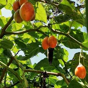 Permacultura e Agroecologia no Sítio Tarumã