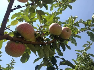 Shams Permaculture