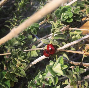 Shams Permaculture