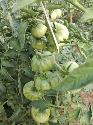 Shams Permaculture