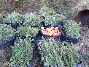 Shams Permaculture