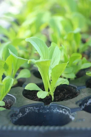 Petrera Permaculture Land