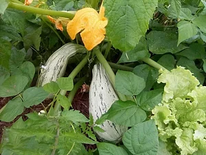 La Ferme Permacole