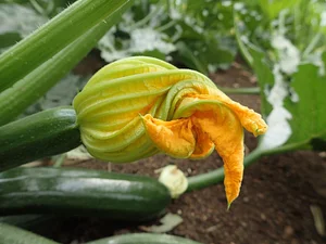 Green Connect Farm