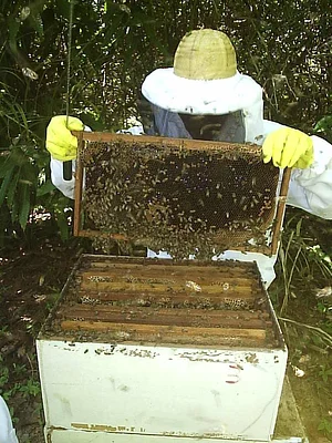 Coroca 1
