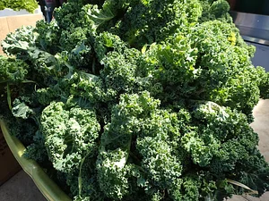 Green Connect Farm