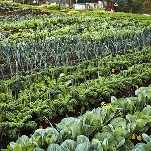Green Connect Farm