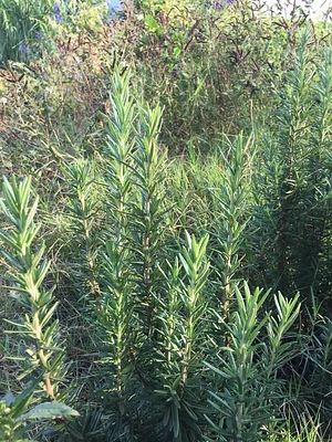 Green Connect Farm