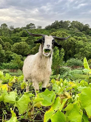 Green Connect Farm
